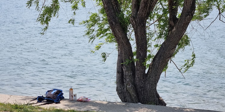 나 홀로 50km 걷기대회