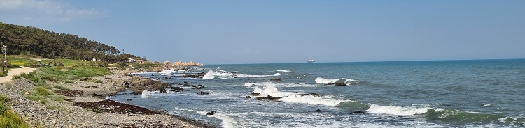 나 홀로 50km 걷기대회