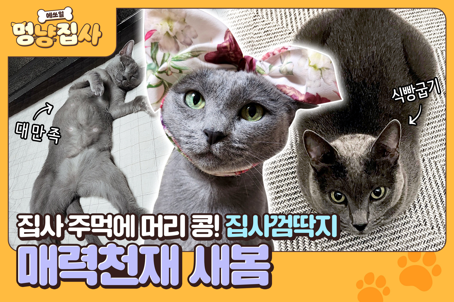 집사 주먹에 머리 콩~! 매력천재 러시안블루 새봄 - S-OIL 공식 블로그 : S-OIL STORY