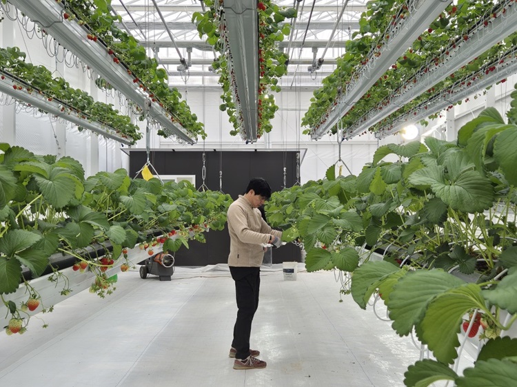 딸기 농사를 친환경 도시 예술로 가꾸는 ‘주바로티’