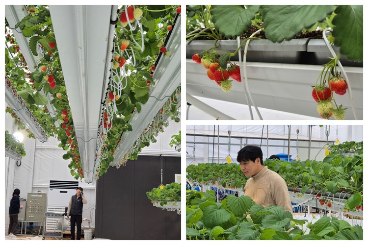 딸기 농사를 친환경 도시 예술로 가꾸는 ‘주바로티’