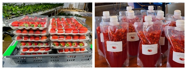 딸기 농사를 친환경 도시 예술로 가꾸는 ‘주바로티’