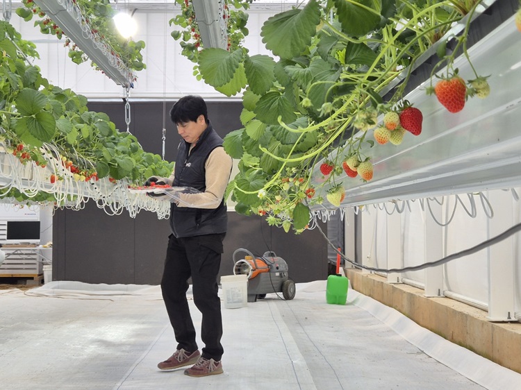 딸기 농사를 친환경 도시 예술로 가꾸는 ‘주바로티’