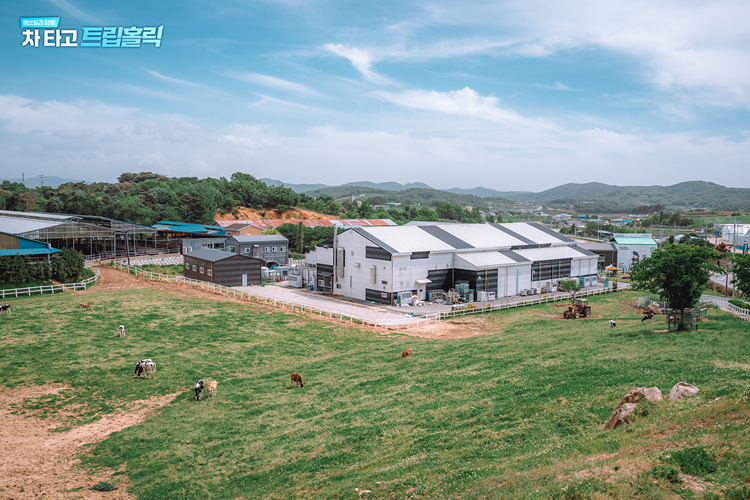 SNS 핫플 청보리밭부터 신나는 갯벌 체험까지! 아이와 함께하는 체험 학습 보령 여행지 추천