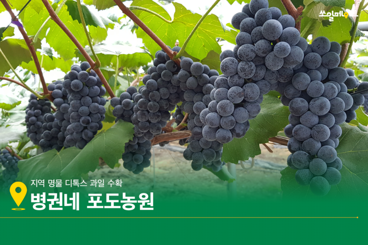 푸르른 여름 디톡스, 천안으로 갈까요