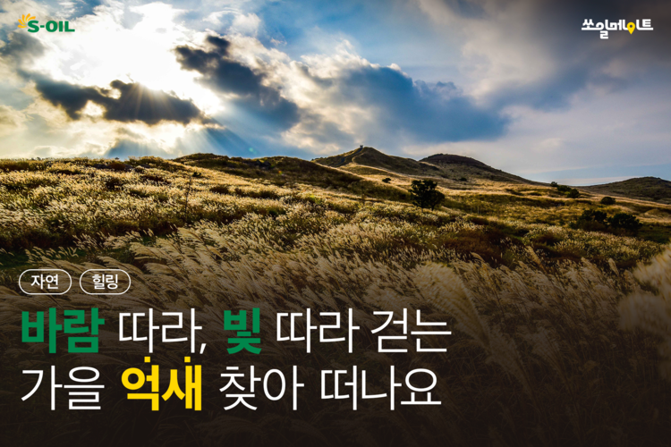 바람 따라 빛 따라 걷는 가을 억새 찾아 떠나요