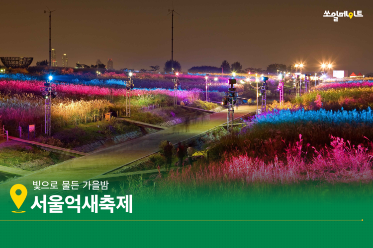 바람 따라 빛 따라 걷는 가을 억새 찾아 떠나요