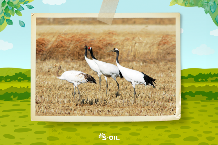 S-OIL은 장항습지에서 손님맞이 준비 완료!