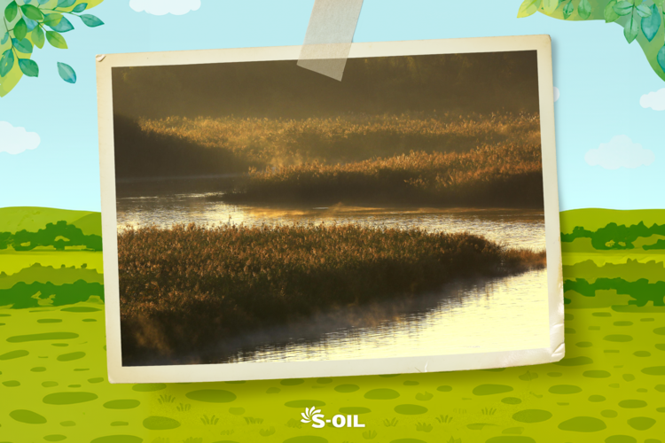 S-OIL은 장항습지에서 손님맞이 준비 완료!